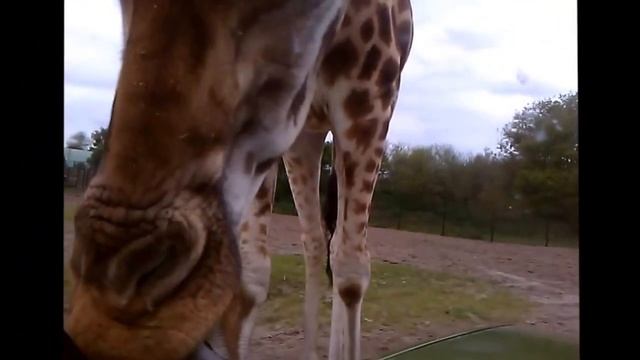Giraffe Window Licking (Aphex Twin - Windowlicker) @ Beekse Bergen Safari смотреть онлайн