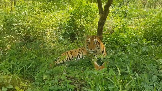 Bengal Safari 1 Min | Royal Bengal Tiger | Black Bear | Leopard | смотреть онлайн