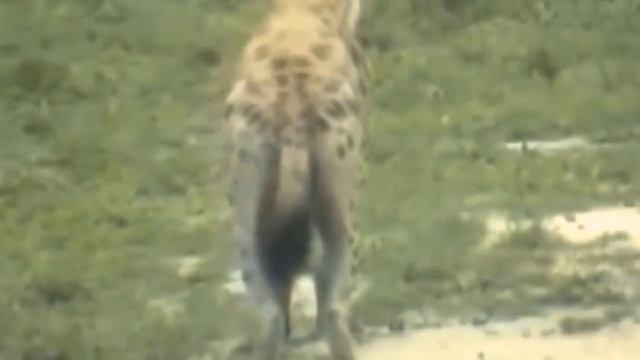 Brave Elephant Does Not Succumb To The Lord Of The Jungle | Giraffe Mother Save Baby From Lion смотреть онлайн