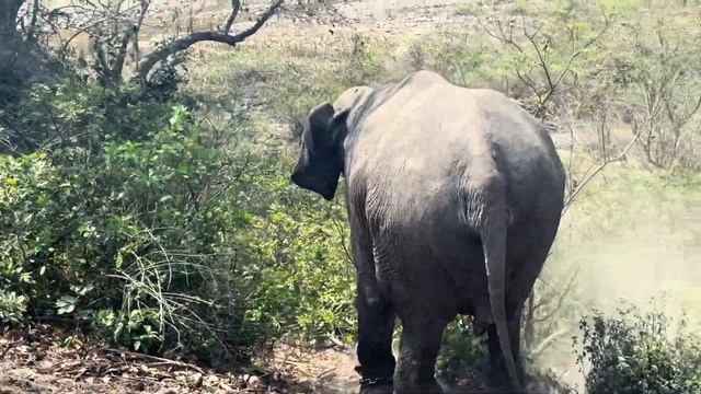Tiger Rescue karne wali ‼️ हाथी की दोस्ती |Bijrani Zone | Jim Corbett смотреть онлайн