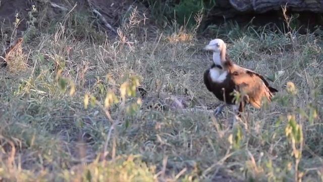 A Safari with WILD DOGS, LIONS, LEOPARD, ELEPHANTS and HORNBILLS смотреть онлайн