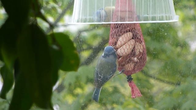 Лазоревки угощают друг друга 20 05 2015г