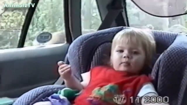 Funny Safari Animals Compilation смотреть онлайн