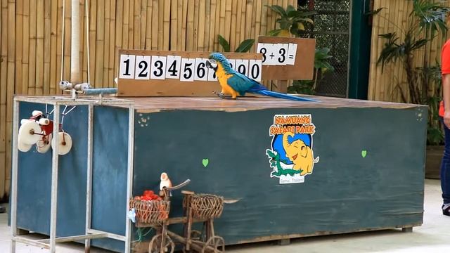 NAMUANG SAFARI PARK - THE BIRD SHOW смотреть онлайн