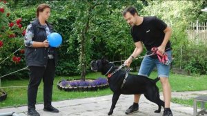 Догтренинг 641. Атаки на людей и собак. Возвращение кане-корсо Эмми