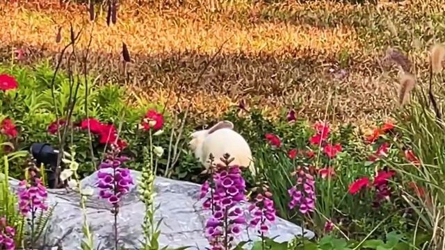 【BeckyVlog】greenery spring in zhuhai 珠海香山湖公园 смотреть онлайн