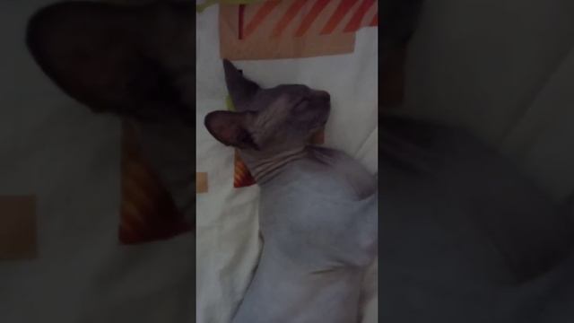 сон в жару смотреть онлайн