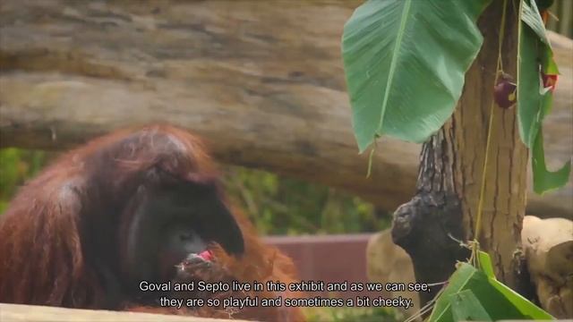 Virtual Tour Bali Zoo смотреть онлайн