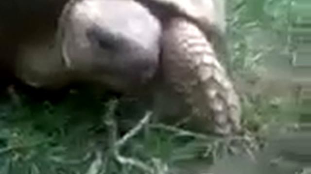 Turtles, an urban safari смотреть онлайн