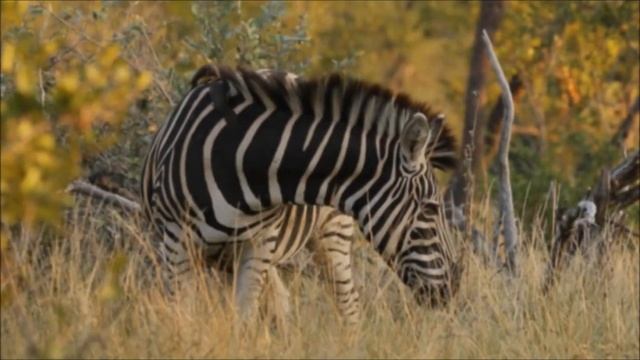 Ezulwini Game Lodges - Stay at Home Safari Highlights Week 3 смотреть онлайн