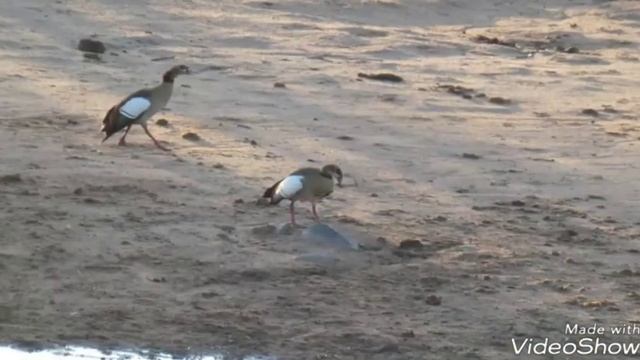 South africa Safari trip favorites www.capecodtreehouse.com смотреть онлайн