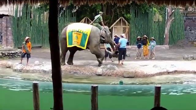 Indonesia - Glimpses of Bali Safari and Marine Park смотреть онлайн