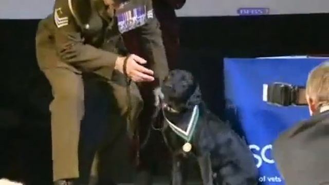 British brave dog receives pdsa dickin medal смотреть онлайн