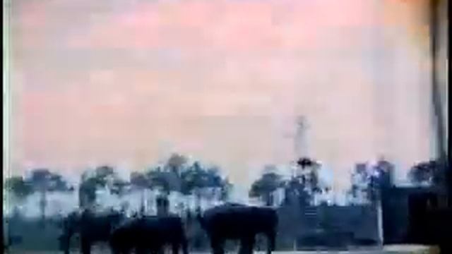 Lion Country Safari 1969 смотреть онлайн