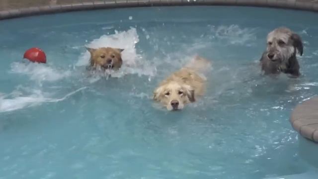 Safari Pet Resort: Where Pets Go On Adventure! смотреть онлайн