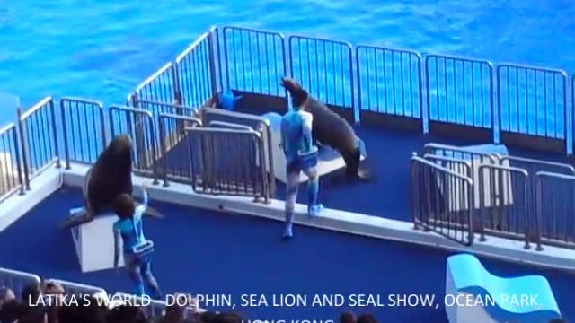 ACROBATIC DOLPHINS, SEA LIONS & SEALS, OCEAN PARK HONG KONG LATIKAS WORLD смотреть онлайн