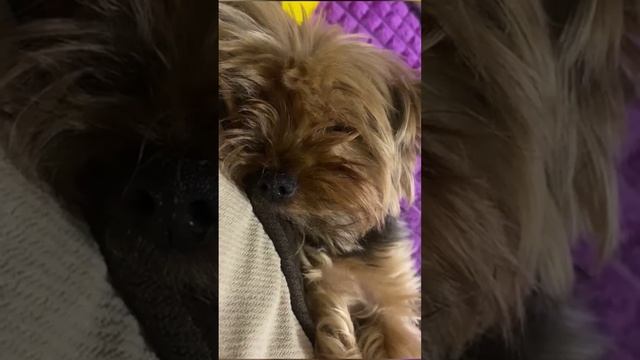 Моя собачка любимая. смотреть онлайн