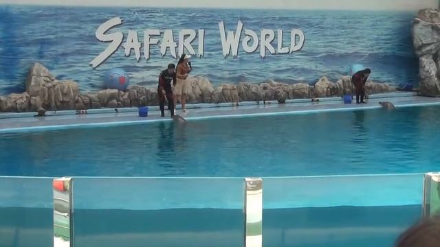 Amazing Dolphin Show at Safari World! смотреть онлайн