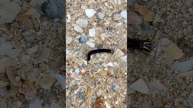 Красивая гусеница из моря экскурсия Джеймс Бонд. Таиланд за 50 тысяч с перелетом. @tutsi-dieti смотреть онлайн