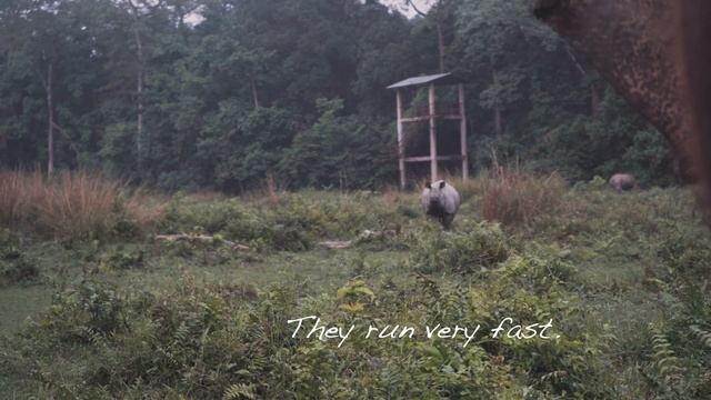 A rhino charged at us in Chitwan National Park! (Elephant Safari in Nepal) Travel Vlog смотреть онлайн