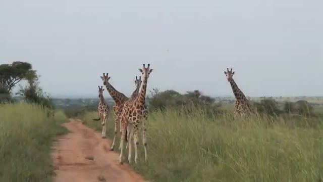 African Safari Animals- Eddie & Tammy Windsor 2012 смотреть онлайн