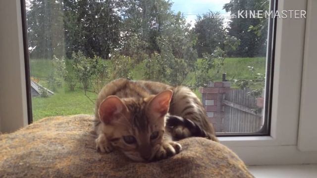 прочитай описание