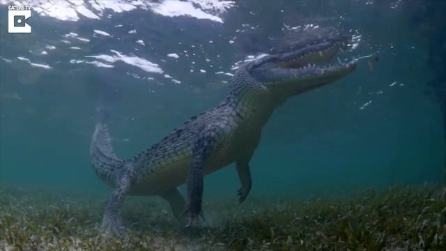 Brave Tourists Swim With 13 Foot Crocodiles смотреть онлайн