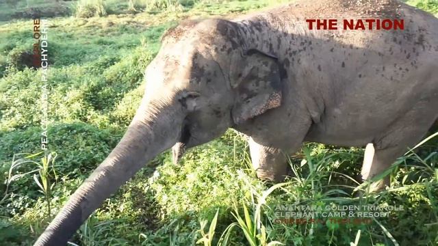 CHIANG RAI - Peace and Pachyderm смотреть онлайн