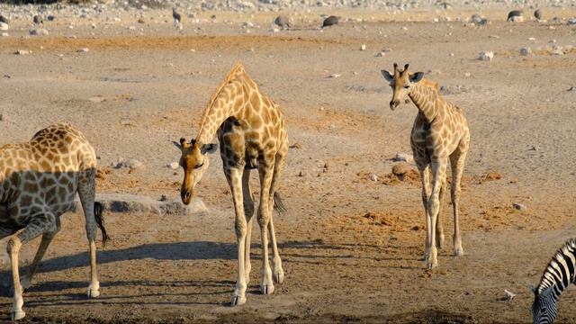 Etosha Safari National Park смотреть онлайн