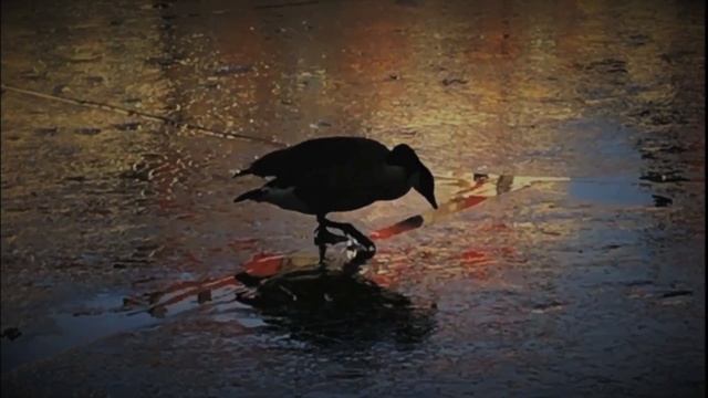 Lucid Opera - Square One смотреть онлайн