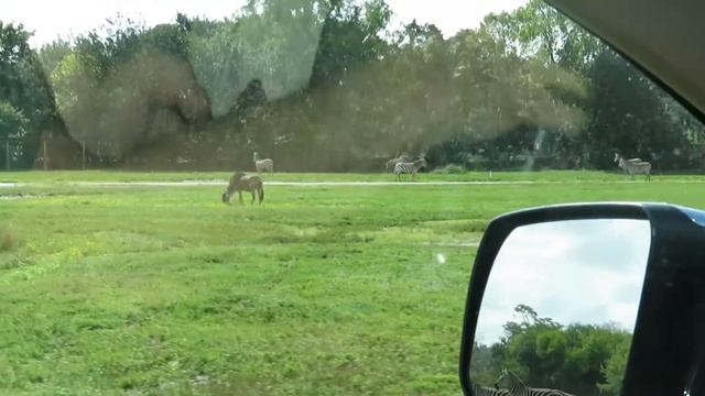 Lion Country Safari Full Tour 2022 смотреть онлайн