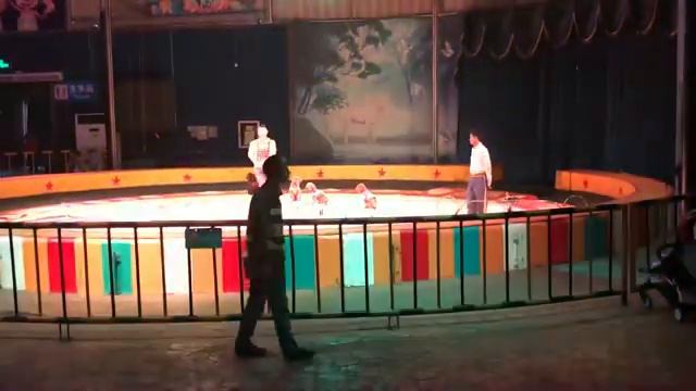 Dog show at the circus performance of Shenzhen wildlife park, China смотреть онлайн
