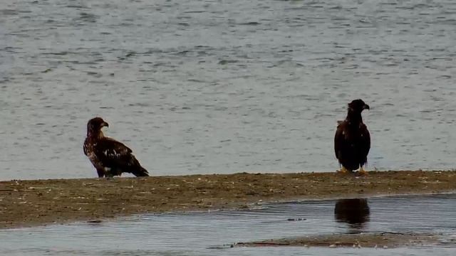 Mississippi River Bird Cam Explore org Google Chrome 9 29 2018 9 29 28 AM смотреть онлайн