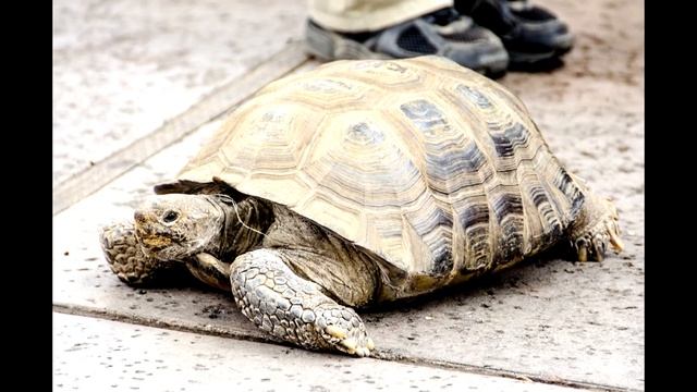 San Diego Zoo Safari Park: Tiger Trail смотреть онлайн