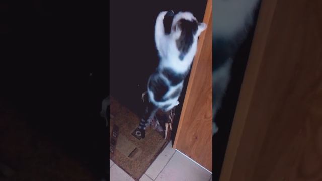 Кошка сама открывает дверь ! Умная кошка💁💪👍 смотреть онлайн