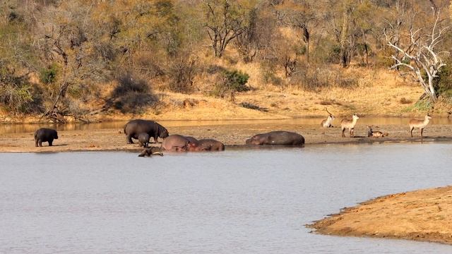 Tavangumi Male Leopard in a Tree with an Impala Kill смотреть онлайн