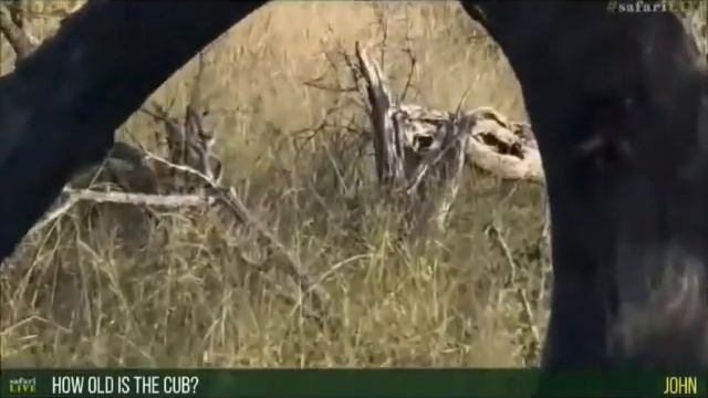 Safari Live : Tristan with Shadow Female Leopard and her Cub this morning May 20 2017 смотреть онлайн