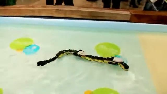 Robot safari Slithering salamander crosses land and water at Science Museum Mail Online смотреть онлайн