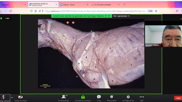 ANATOMIA PASTO G1 Mozilla Firefox 2021 09 28 09 51 08 смотреть онлайн