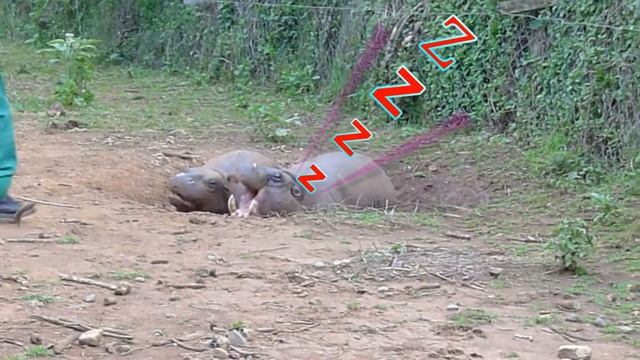 Baby Hippo Animal Orphanage Mount Kenya Safari Club Kenya смотреть онлайн