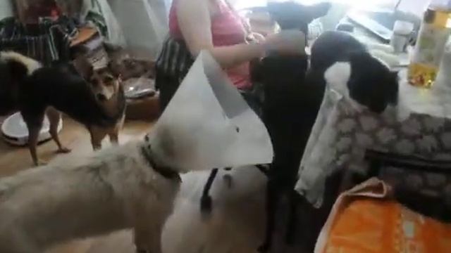 Арчи смотреть онлайн