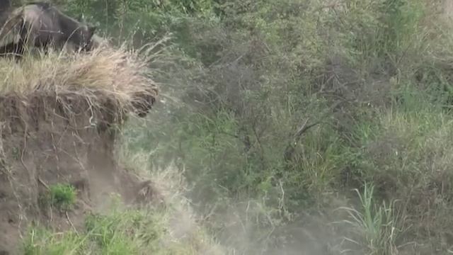 Wildebeest Migration, Mara River, Kenya смотреть онлайн