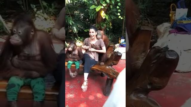 OMG......Funny Monkey flirting with a pretty girl Safari world Bangkok смотреть онлайн
