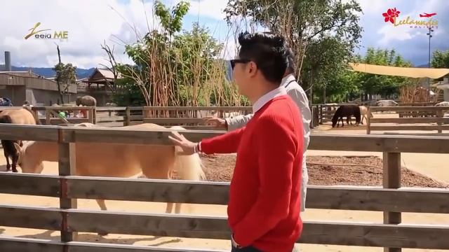 เที่ยวทะเลสาบในเมือง Rapperswil - แวะทานอาหารที่ Bachlihof Knie's Zoo สวิสเซอร์แลนด์ | ลีลามี смотреть онлайн