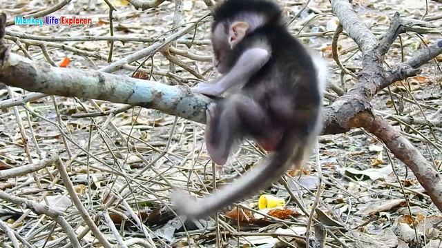 Wow, Gorgeous & Active Baby MICHAEL Is Very Strong & Brave Bouncing So Fast To Chase & Play With.. смотреть онлайн