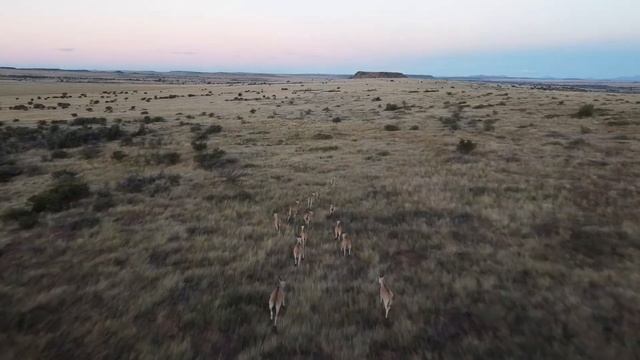 Video Introduction - Weltevreden Hunting Safaris смотреть онлайн