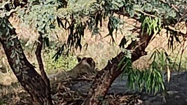 safari park, Biological park,sajjan garh, udaipur city tour. смотреть онлайн