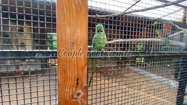 EMIRATES PARK ZOO | ABU DHABI | UNITED ARAB EMIRATES|Tamil Vlog| смотреть онлайн