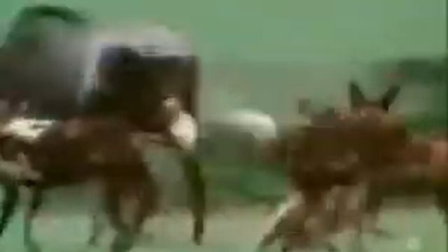 Brave Hearts Animals смотреть онлайн