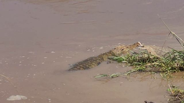 All we saw in Mara river; Crocodiles and Hippopotamus; Safari drive Kenya смотреть онлайн